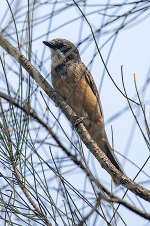 Rufous Whistler