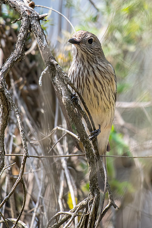 Rufous Whistler