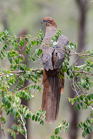 Brown Cuckoo-dove