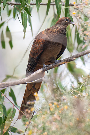 Brown Cuckoo-dove