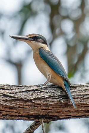 Sacred Kingfisher