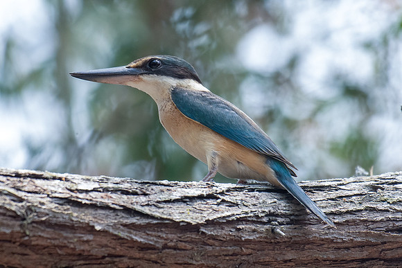 Sacred Kingfisher