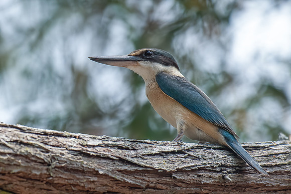 Sacred Kingfisher