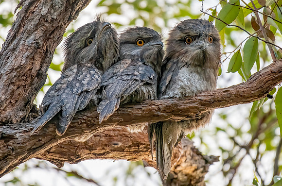 Tawny Frogmouth