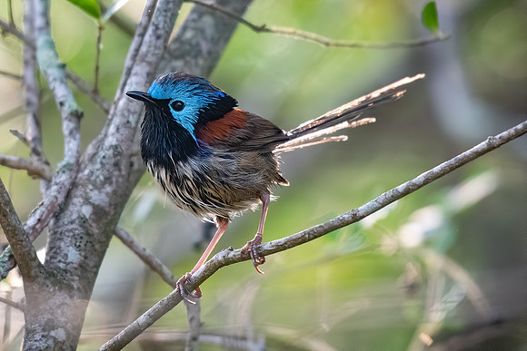Variegated Fairywren