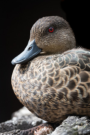 Chestnut Teal