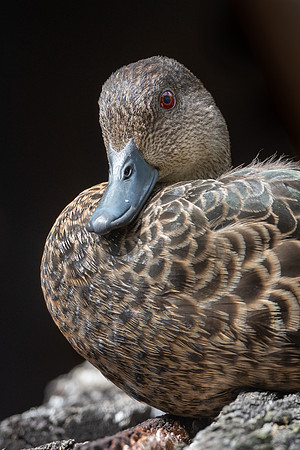 Chestnut Teal