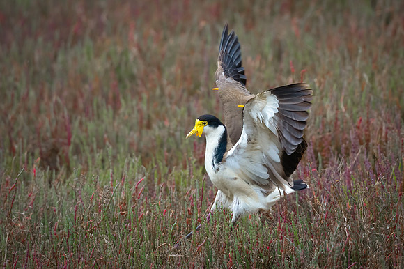 Masked Lapwing