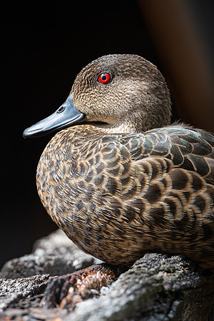 Chestnut Teal