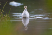 Pied Stilt