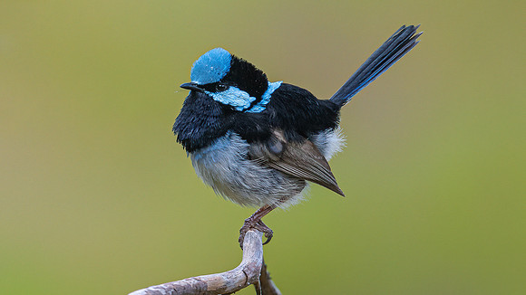 Superb Fairywren