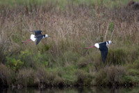Pied Stilt