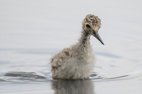 Pied Stilt