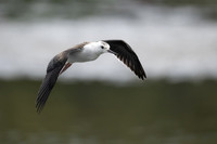 Pied Stilt