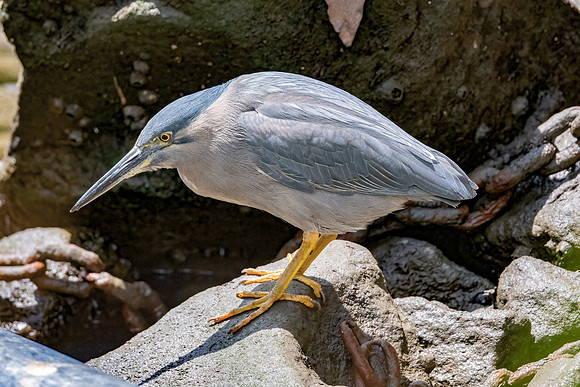 Striated Heron