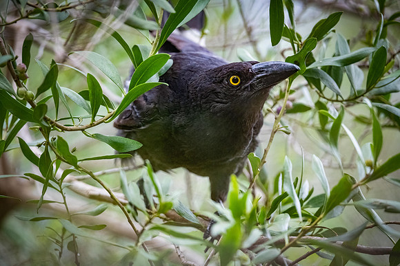 Pied Currawong