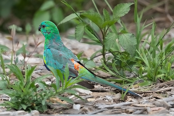 Red-rumped Parrot