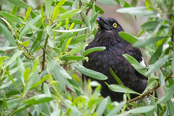 Pied Currawong