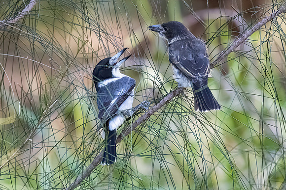 Grey Butcherbird