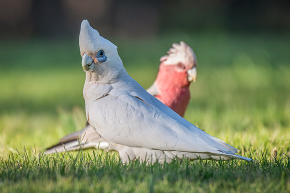 Little Corella