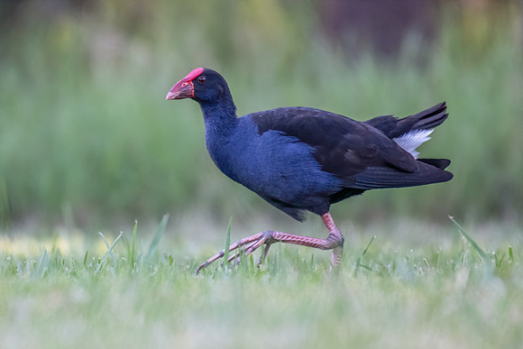 Purple Swamphen
