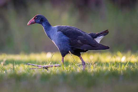 Purple Swamphen
