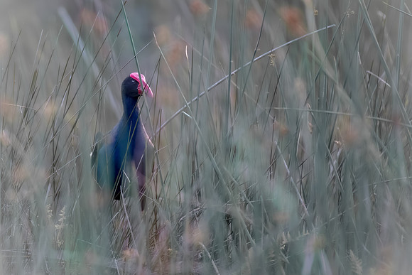 Purple Swamphen