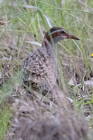 Buff-banded Rail