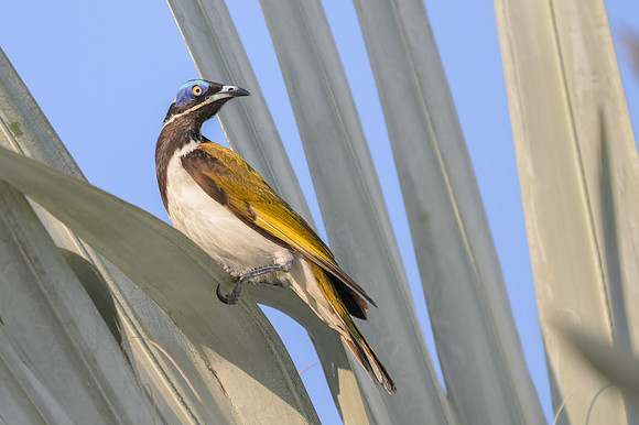 Blue-faced Honeyeater