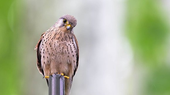 Eurasian Kestrel