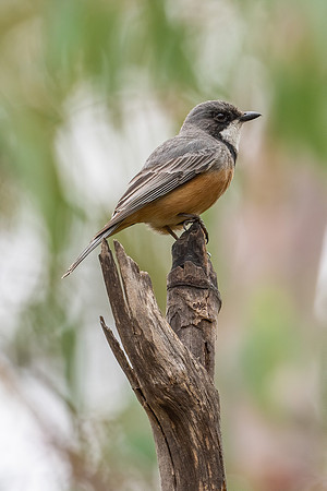 Rufous Whistler