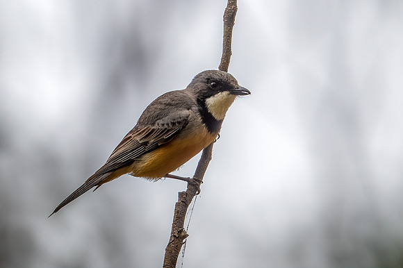 Rufous Whistler