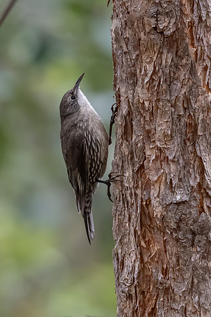 White-throated Treecreeper