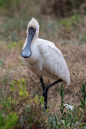 Royal Spoonbill