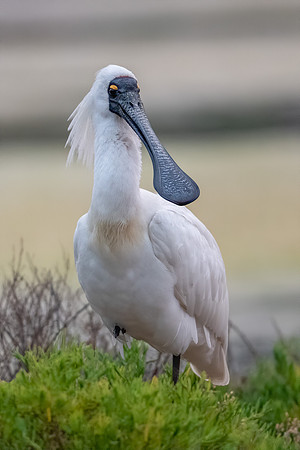 Royal Spoonbill