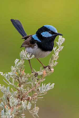 Superb Fairy-wren