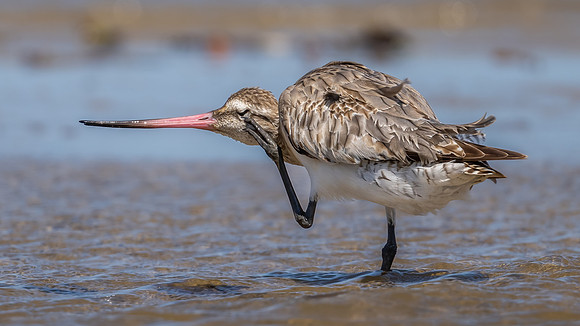 Bar-tailed Godwit