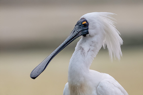 Royal Spoonbill