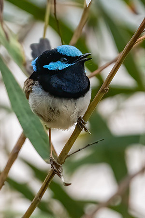 Superb Fairy-wren