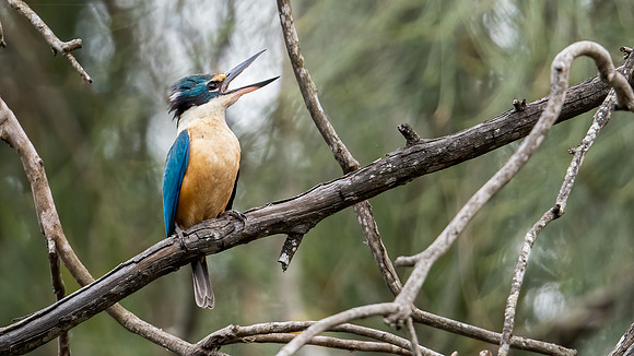 Sacred Kingfisher