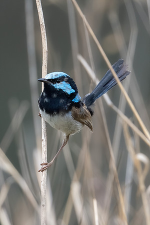 Superb Fairy-wren
