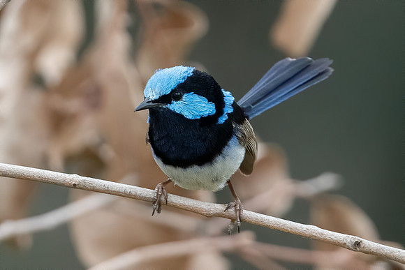 Superb Fairy-wren