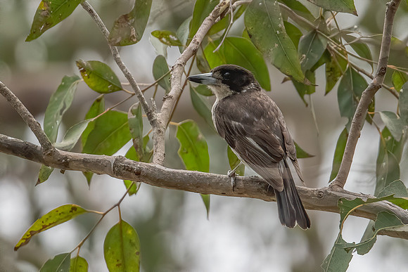 Grey Butcherbird
