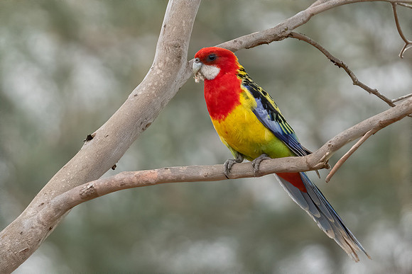 Eastern Rosella
