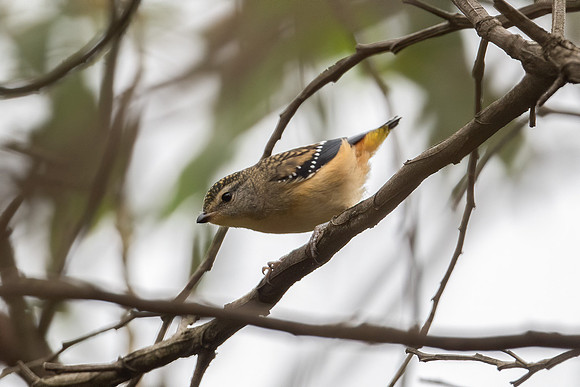 Spotted Pardalote