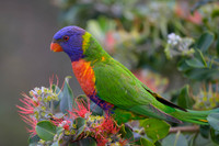 Rainbow Lorikeet