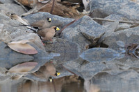 Masked Finch