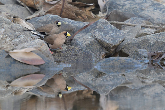 Masked Finch