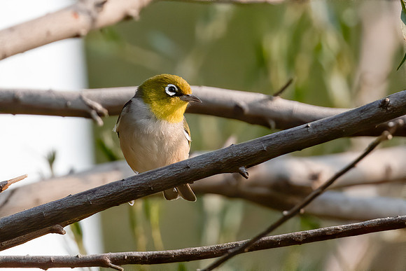 Silvereye