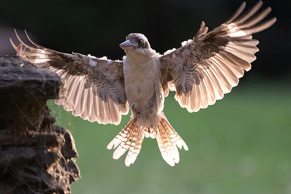 Laughing Kookaburra